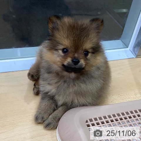 ポメラニアンの写真