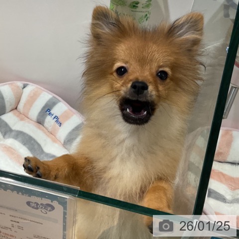 ポメラニアンの写真