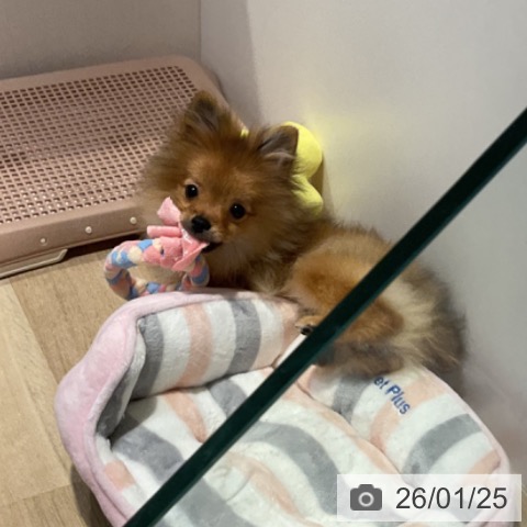 ポメラニアンの写真