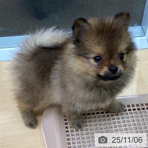 ポメラニアンの写真