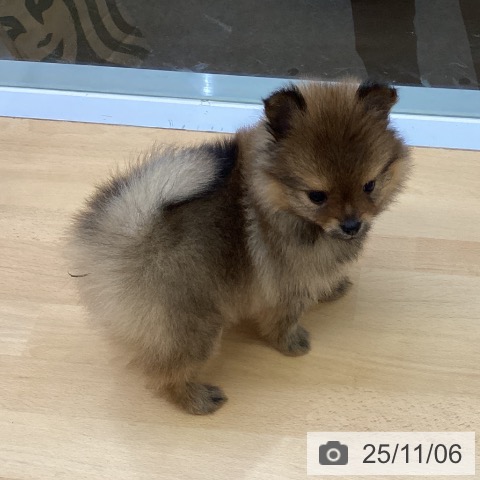 ポメラニアンの写真