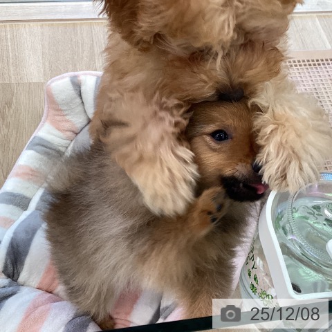 福岡県のポメラニアン (ペットプラス ららぽーと福岡店/2025年9月4日生まれ/男の子/オレンジ)の子犬の4枚目の画像