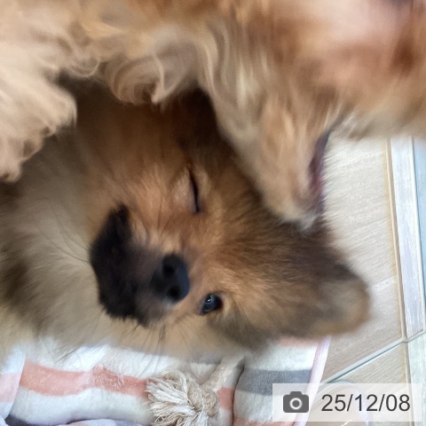 福岡県のポメラニアン (ペットプラス ららぽーと福岡店/2025年9月4日生まれ/男の子/オレンジ)の子犬の3枚目の画像