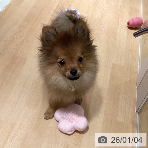 福岡県のポメラニアン (ペットプラス 小倉南店/2025年9月4日生まれ/男の子/オレンジ)の子犬の3枚目の画像