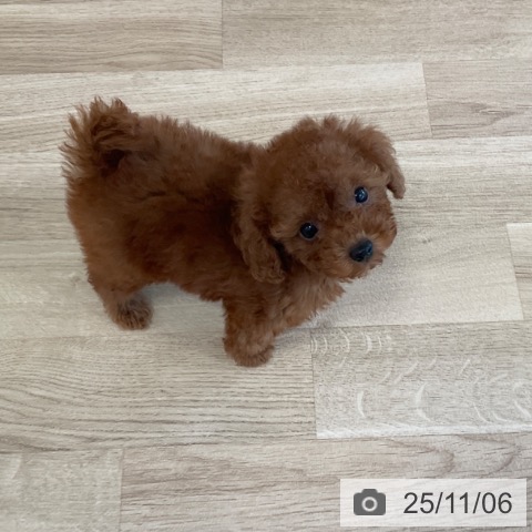 トイ・プードルの写真