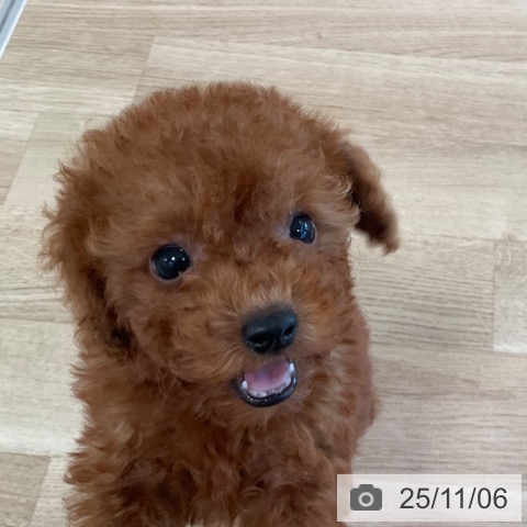 トイ・プードルの写真