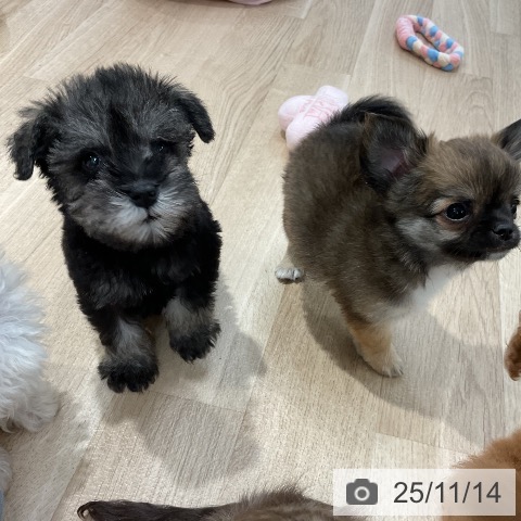 福岡県のチワワ(ロング) (ペットプラス 八幡東店/2025年9月5日生まれ/男の子/フォーン)の子犬の3枚目の画像