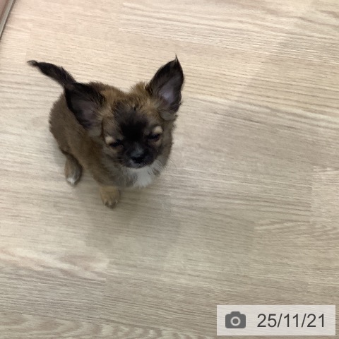 長崎県のチワワ(ロング) (ペットプラス 長崎店/2025年9月5日生まれ/男の子/フォーン)の子犬の4枚目の画像