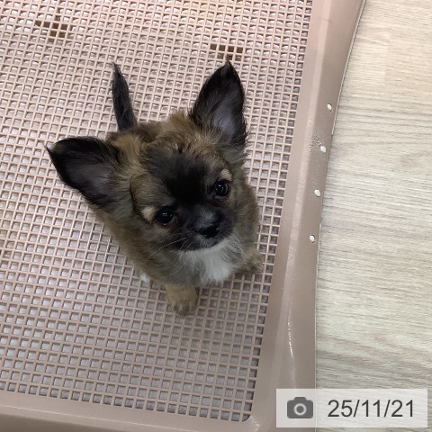 長崎県のチワワ(ロング) (ペットプラス 長崎店/2025年9月5日生まれ/男の子/フォーン)の子犬の3枚目の画像