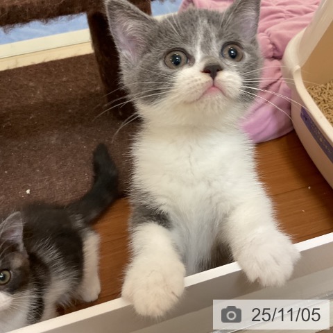 ブリティッシュショートヘアの写真