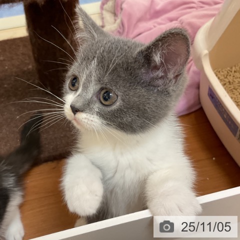 ブリティッシュショートヘアの写真