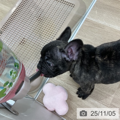 フレンチ・ブルドッグの写真