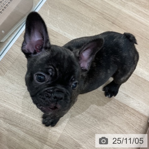 フレンチ・ブルドッグの写真