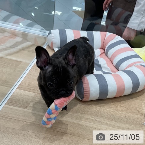 フレンチ・ブルドッグの写真