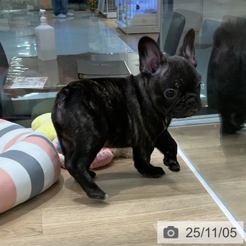 フレンチ・ブルドッグの写真
