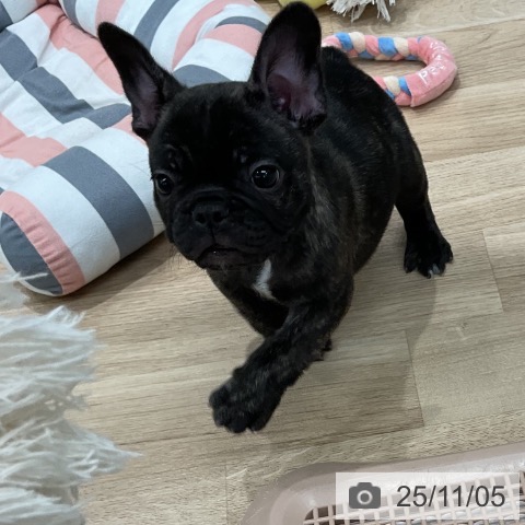 フレンチ・ブルドッグの写真