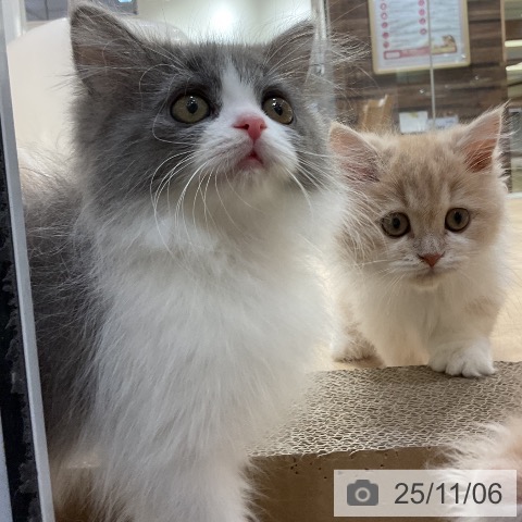 ブリティッシュロングヘアの写真