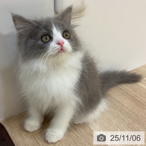 ブリティッシュロングヘアの写真