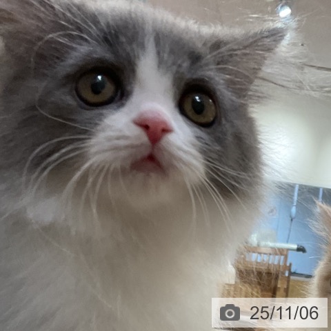 ブリティッシュロングヘアの写真