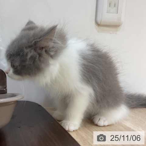 ブリティッシュロングヘアの写真