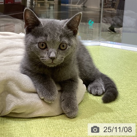 ブリティッシュショートヘアの写真