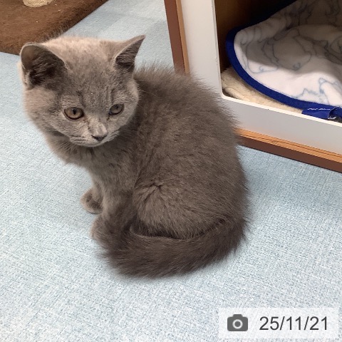 福岡県のブリティッシュショートヘアー (ペットプラス ららぽーと福岡店/2025年9月4日生まれ/男の子/ブルー)の子猫の4枚目の画像