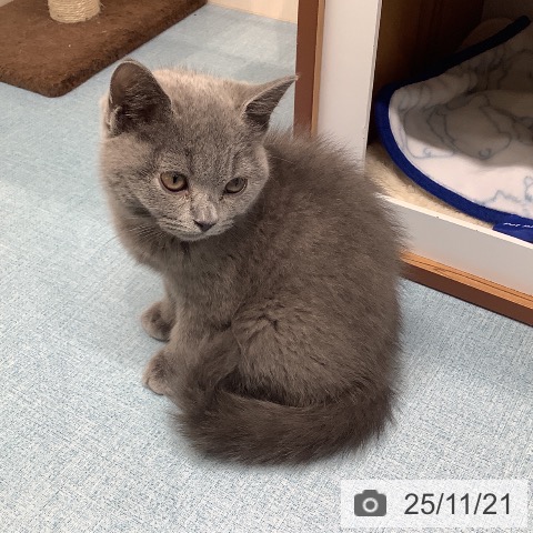 福岡県のブリティッシュショートヘアー (ペットプラス ららぽーと福岡店/2025年9月4日生まれ/男の子/ブルー)の子猫の3枚目の画像