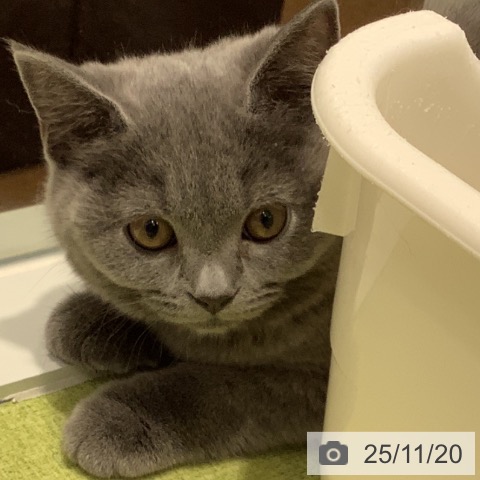 ブリティッシュショートヘアの写真