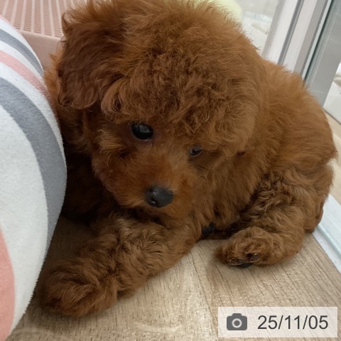 トイ・プードルの写真