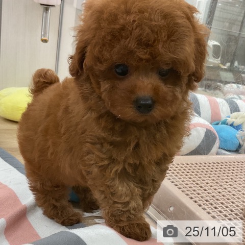 トイ・プードルの写真