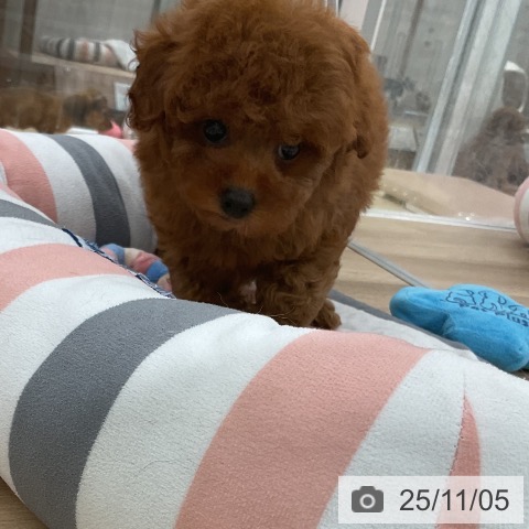 トイ・プードルの写真