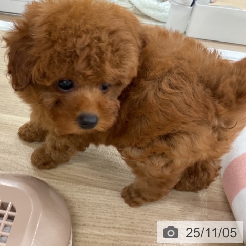 トイ・プードルの写真