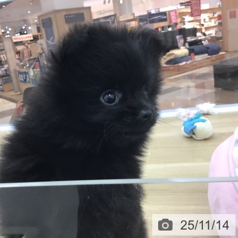 ポメラニアンの写真