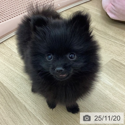 宮崎県のポメラニアン (ペットプラス 宮崎店/2025年9月10日生まれ/女の子/ブラック)の子犬の4枚目の画像