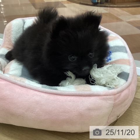 宮崎県のポメラニアン (ペットプラス 宮崎店/2025年9月10日生まれ/女の子/ブラック)の子犬の3枚目の画像