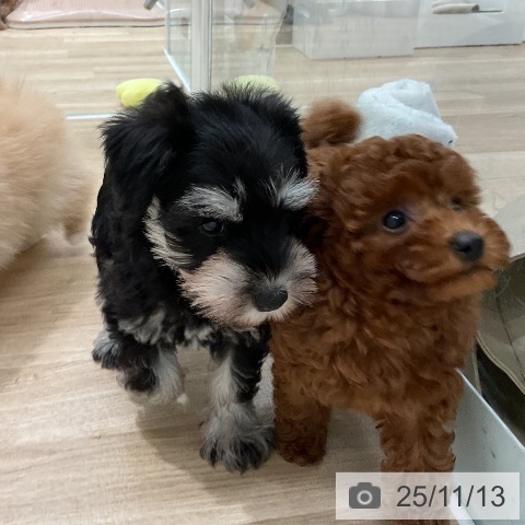 ミニチュア・シュナウザーの写真