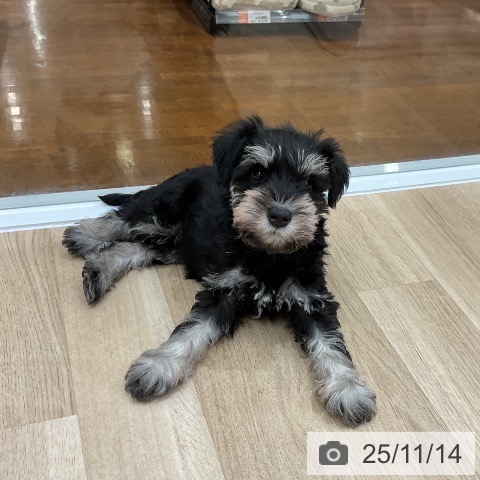 ミニチュア・シュナウザーの写真