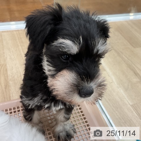 ミニチュア・シュナウザーの写真