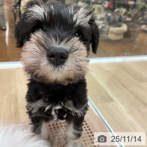 ミニチュア・シュナウザーの写真