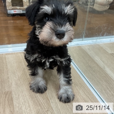 ミニチュア・シュナウザーの写真