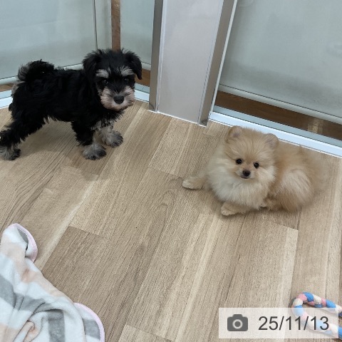 ミニチュア・シュナウザーの写真