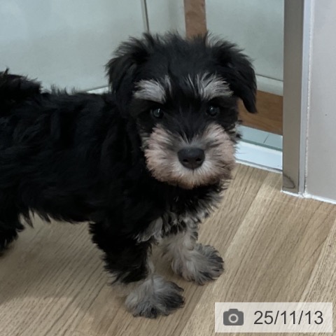 ミニチュア・シュナウザーの写真