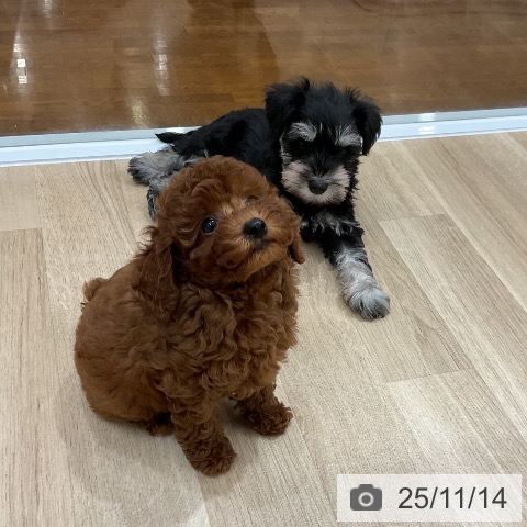 ミニチュア・シュナウザーの写真