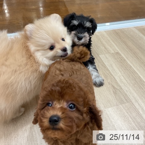 ミニチュア・シュナウザーの写真