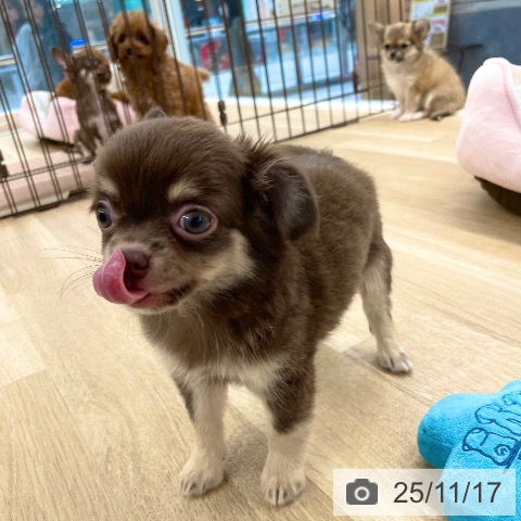 徳島県のチワワ(ロング) (ペットプラス 徳島店/2025年9月9日生まれ/男の子/チョコレートタン)の子犬の4枚目の画像