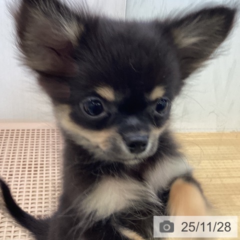愛媛県のチワワ(ロング) (ペットプラス 新居浜店/2025年9月9日生まれ/女の子/ブラックタン)の子犬の4枚目の画像