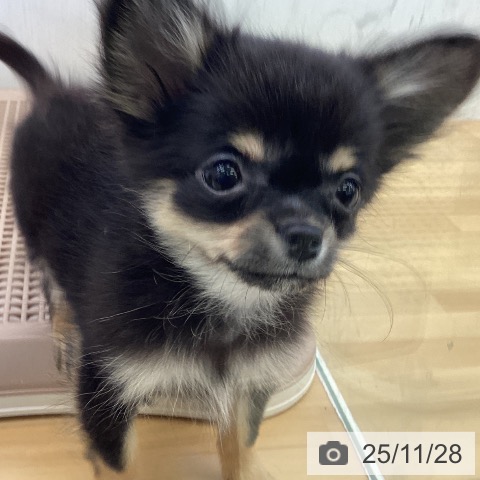 愛媛県のチワワ(ロング) (ペットプラス 新居浜店/2025年9月9日生まれ/女の子/ブラックタン)の子犬の3枚目の画像