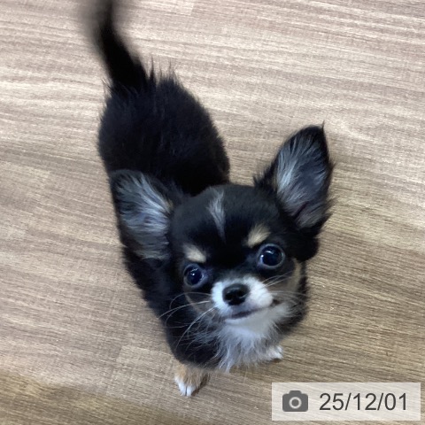 鳥取県のチワワ(ロング) (ペッツワン 日吉津店/2025年9月9日生まれ/女の子/ブラックタンホワイト)の子犬の4枚目の画像