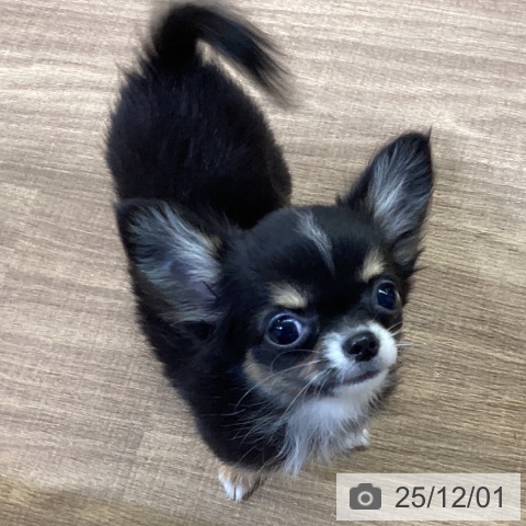 鳥取県のチワワ(ロング) (ペッツワン 日吉津店/2025年9月9日生まれ/女の子/ブラックタンホワイト)の子犬の3枚目の画像