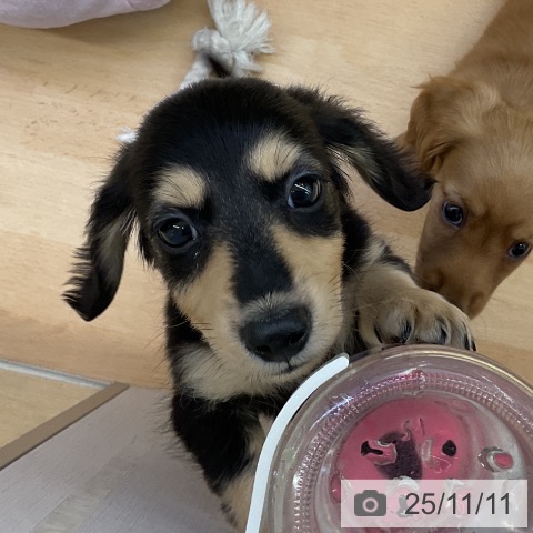 ミニチュア・ダックスフンドの写真